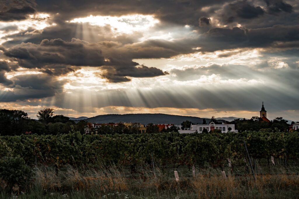 Weingarten in Leobersdorf im Abendlicht